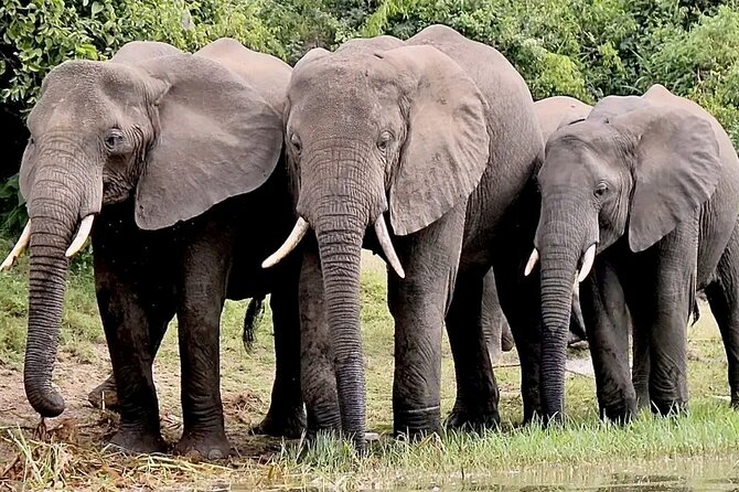 Day Trip Safari to Selous Game Reserve - Safari Highlights