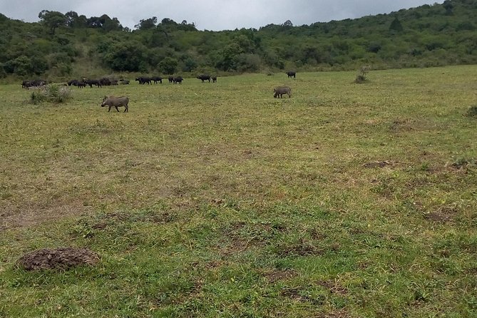 Day Trip to Arusha National Park - Departure From Moshi