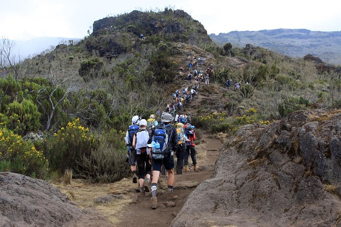 Day Trip to Kilimanjaro Hike to Mandara Hut - Overview of the Trip