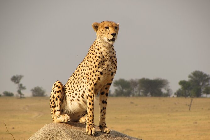 Day Trip To Lake Manyara National Park - Wildlife and Scenery Highlights