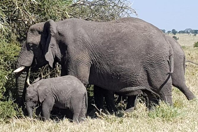 Day Trip to Mikumi National Park From Zanzibar - Pickup and Departure