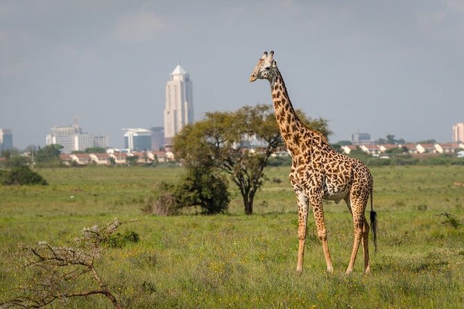Day Trip to Nairobi National Park