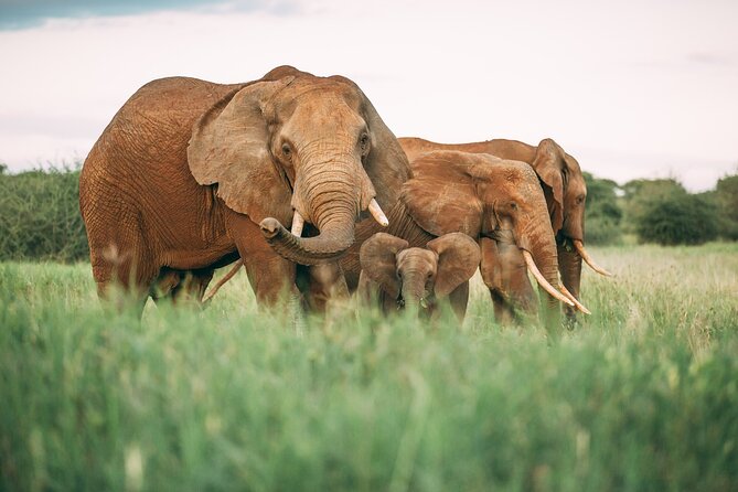 Day Trip to Selous Game Reserve From Zanzibar - Trip Overview