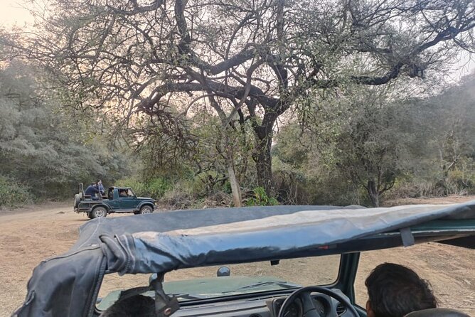 Delhi to Sariska National Park: A Thrilling Wildlife Excursion
