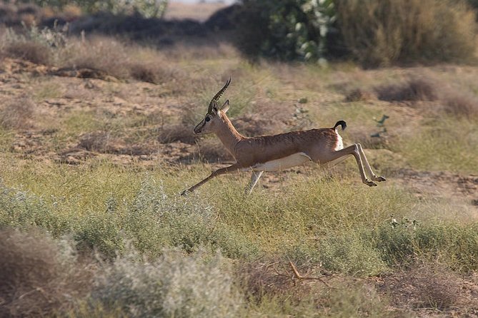 Desert National Park Flaura Fauna From Jaisalmer