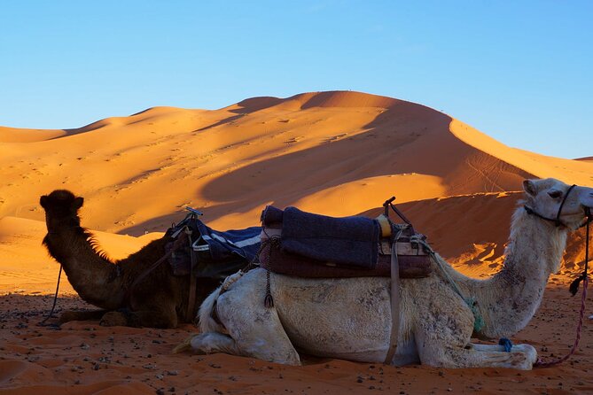 Desert Trip From Casablanca To Merzouga