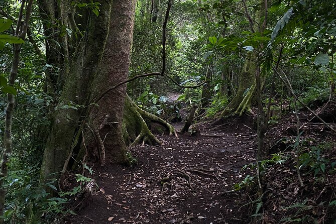 Discover the Hidden Wonders of Monteverde - Monteverde: A Natural Paradise