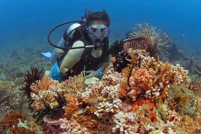 Diving and Snorkeling Day Trip By VIP Boat From Hurghada