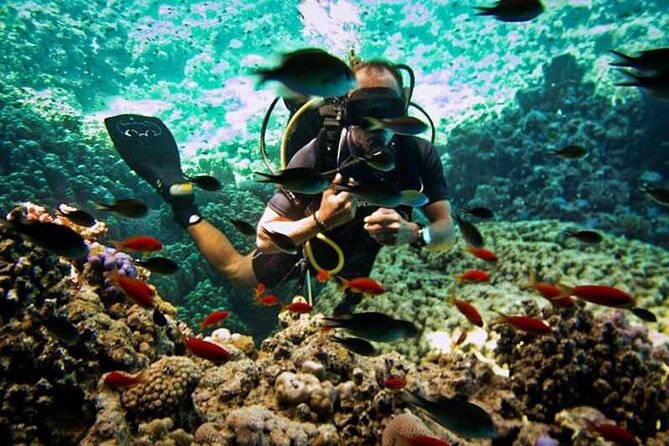 Diving Day Trip by Boat at Ras Mohamed in Sharm El Sheikh