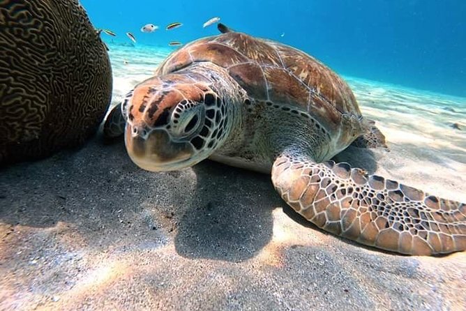 Diving in the Crystal Clear Waters of the Red Sea in Egypt - Overview of the Red Sea