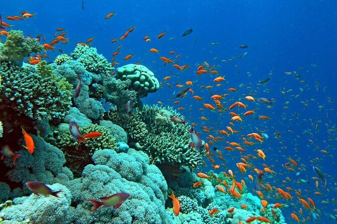 Diving Tour at Ras Mohammed by Boat - Tour Overview