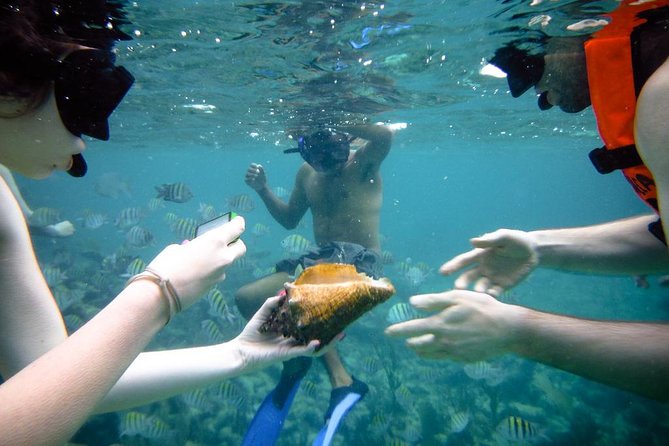 Dolphin Full Day Snorkeling Tour From Hurghada - Tour Overview