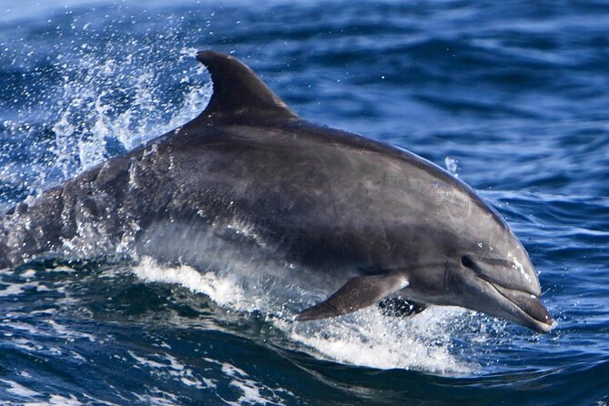 Dolphin House And Snorkeling Day Trip By VIP Boat From Hurghada