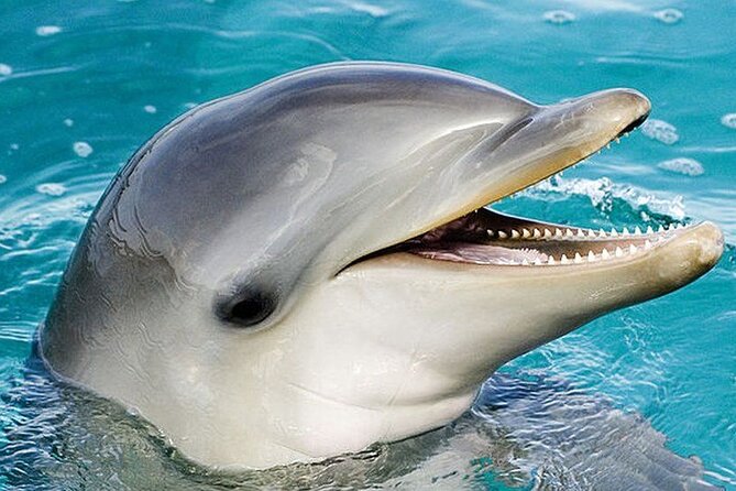 Dolphin Photosession From Hurghada - Camera Policy Regulations