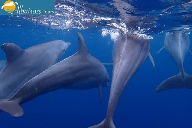 Dolphin Tour – Kizimkazi