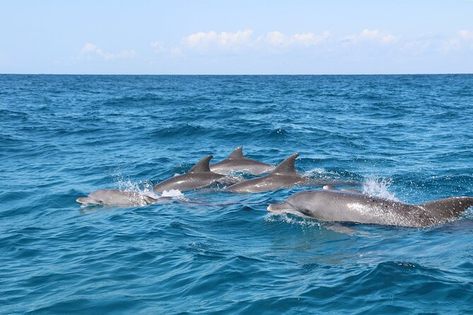 Dolphin Tour; Kuza Cave; Blue Lagoon; Starfish Adventure; The Rock Restaurant - Tour Highlights