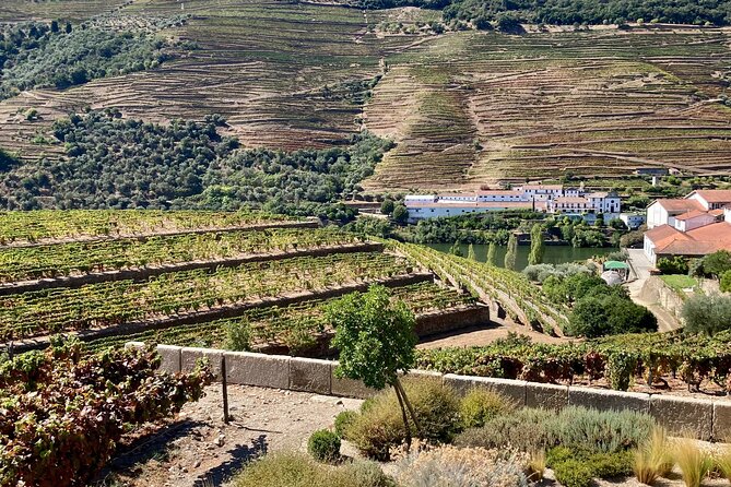 Douro Valley Private Tour and Wine Experience
