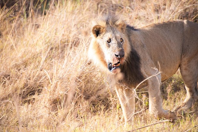 Drive to Nairobi National Park 6.a.m to 11.a.m