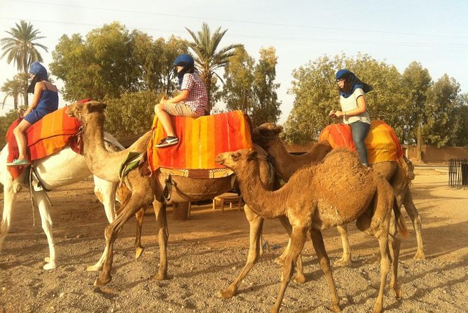 Dromedary in Palmerais - Marrakech, Morocco Location