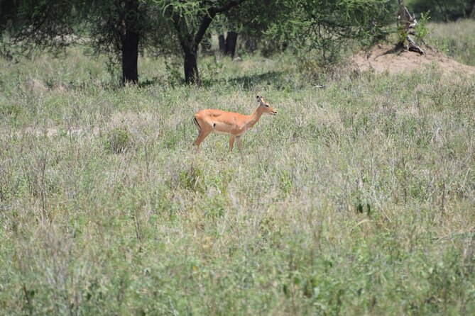 Early Morning/Afternoon Game Drive Nairobi Park-Without Park Fee
