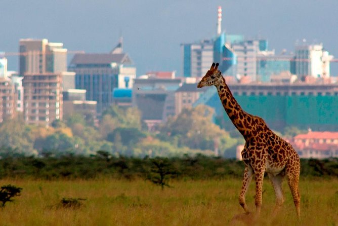 Early Morning Game Drive In Nairobi National Park - Inclusions and Exclusions