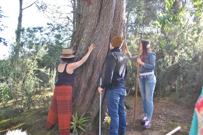 Eco Tour to the Sacred Forest to Feel the Ancestral Power of the Earth