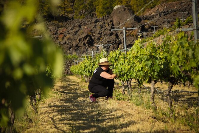 Ecological Vineyard Tour With Wine Tasting - Tour Overview