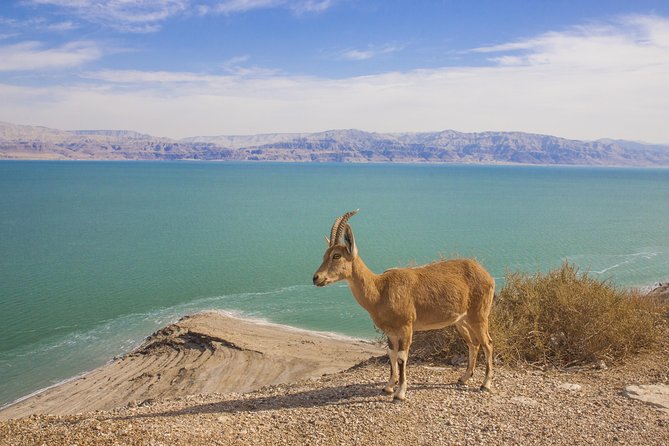 Ein Gedi and Masada Day Trip From Eilat - Additional Information