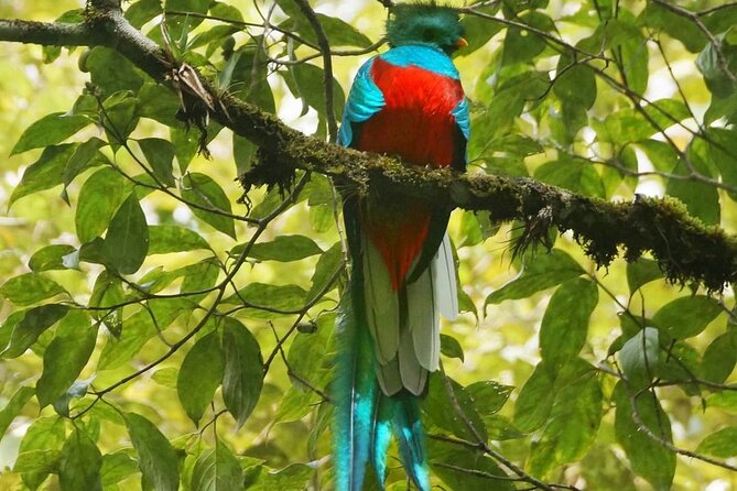 El Quetzal Birdwatching Tour From Cobán - Guatemala´S National Bird - Tour Inclusions