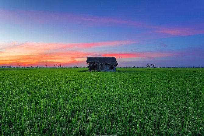 Embrace the Farmers Way: Dive Into the Paddy Farming Adventure
