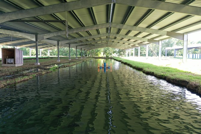 English Tour Sturgeon Farm Visit With Caviar-Making Workshop in Neuvic