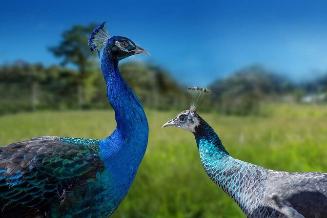 Entrance Ticket to the Farm of Hacienda Orosi - Opening Hours and Ticket Price