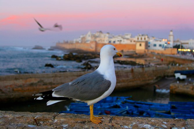 Essaouira Day Trip From Marrakech