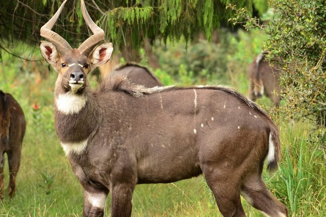 Ethiopia Birds and Wild Life ( 12 Days North and South )