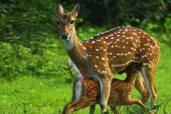 Evening Private Tour Safari at Yala National Park - Tour Details