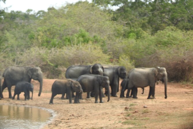 Evening Safari - Yala National Park With Janaka Safari - 02.00 Pm to 06.30 Pm - Safari Itinerary