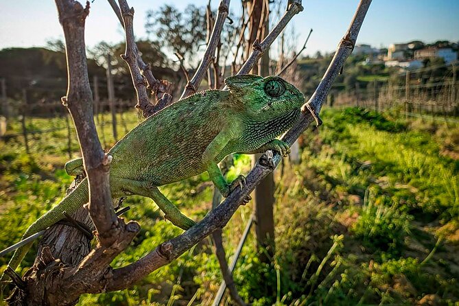 Exclusive Wine Tasting Experience in Porches (Algarve) - Location