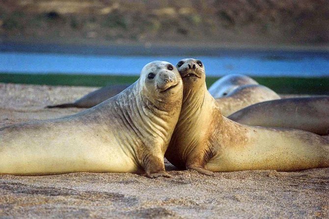 Excursion to Punta Loma, a Sea Lion Colony From Puerto Madryn