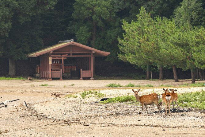 Explore Miyajima Sail From Miyahama Onsen - Additional Information