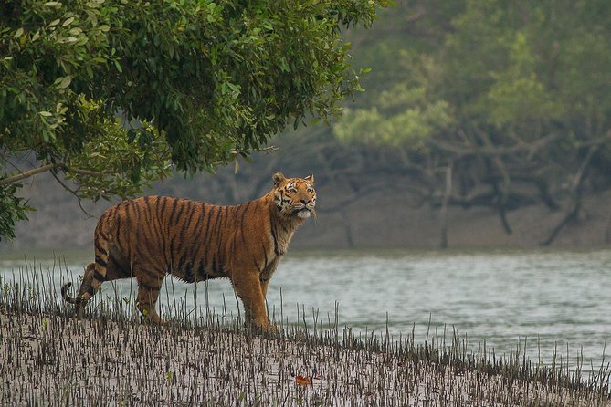 Explore North East Himalaya, Tiger Reserve and Tribal Village - Accommodation Details