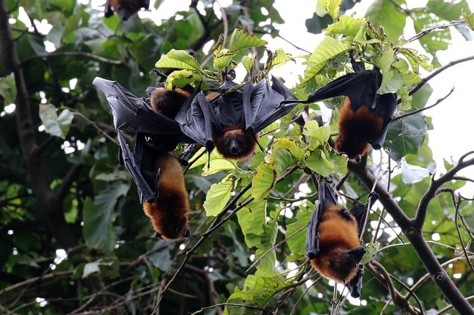 Explore North of Pemba Island (Flying Fox, Ngezi Forest and Vumawimbi Beach) - Vumawimbi Beach - Relaxation and Scenic Views
