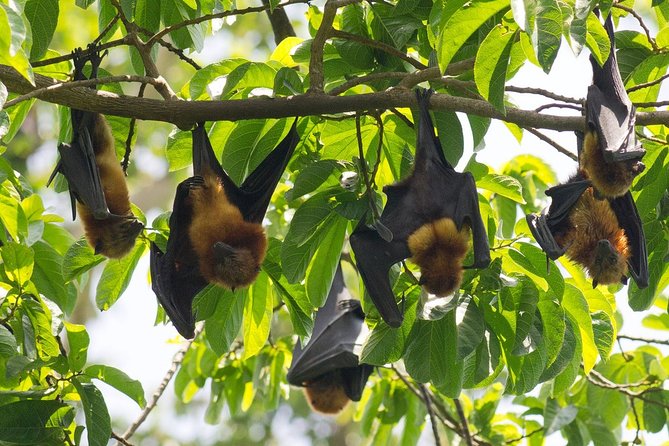 Explore South of Pemba Island (Flying Fox, Spice Tour and Chake Chake City)