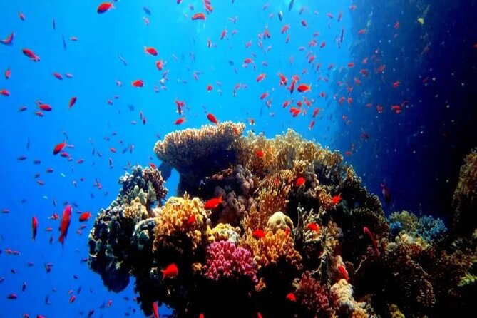 Explore Underwater in a Sea Scope Trip in Sharm El-Sheikh