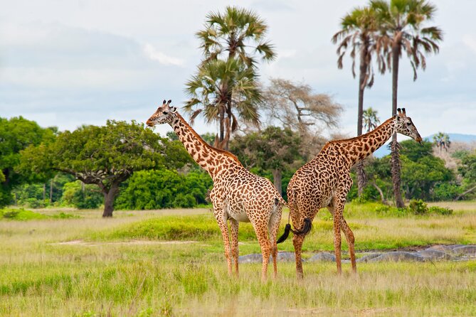 Exploring the Wonders of Lake Manyara, A Full-Day Adventure - Inclusions and Accommodation