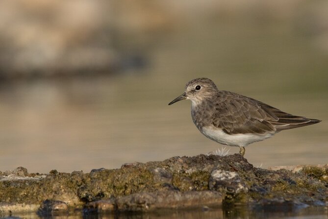 Fabulous Birdwatching in Lebanon