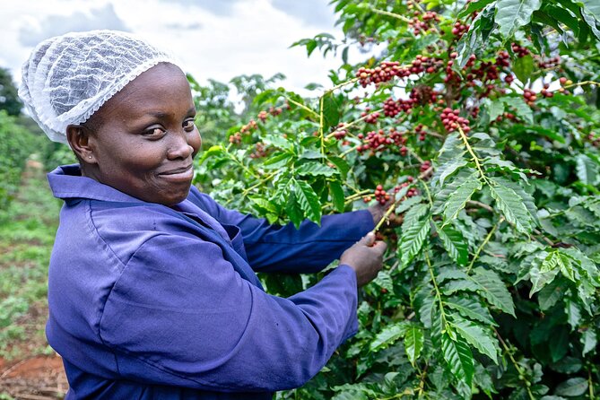 Fairview Estate Coffee Farm Tour With Pick up - Tour Overview