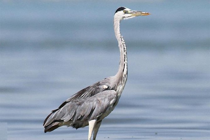 Fayoum Full Day Tour Bird Watching - Overview of the Tour