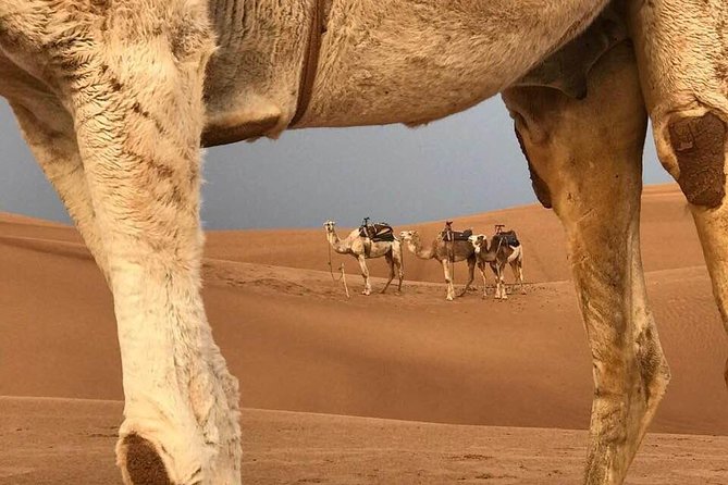 Fes to Marrakech: A 3-Day Desert Tour