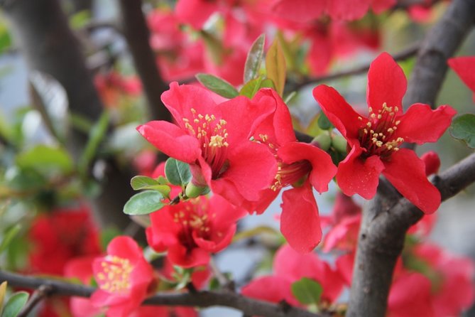 Flower Day-Trip in Beijing Olympic Forest Park - Tour Inclusions