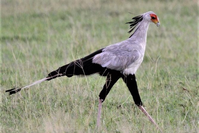 Four Days: Arusha-tarangire -ngorongoro (classic)